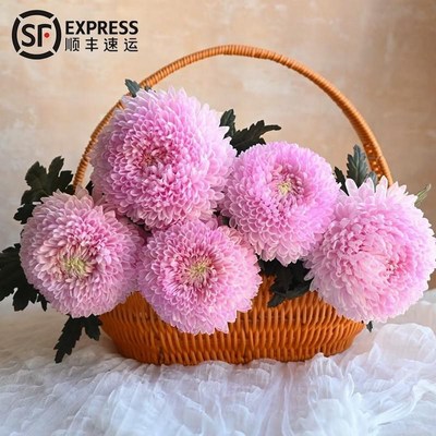 速发A礼牡丹菊青花瓷家用插花室内水培花期长节日级云物南直发