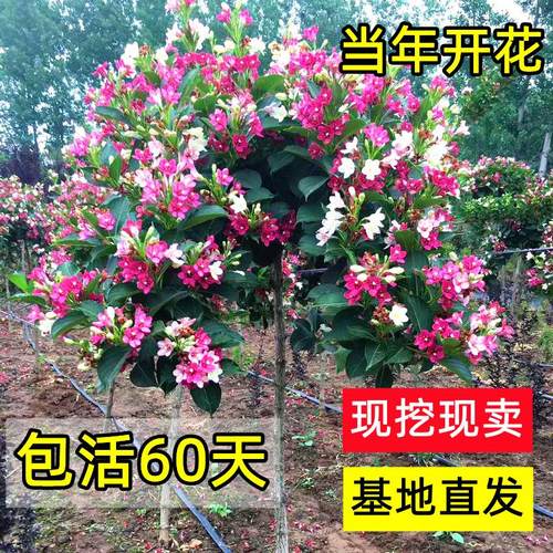五彩锦带花树苗庭院地栽耐寒耐旱风景树大树独杆红王子锦带绿化苗