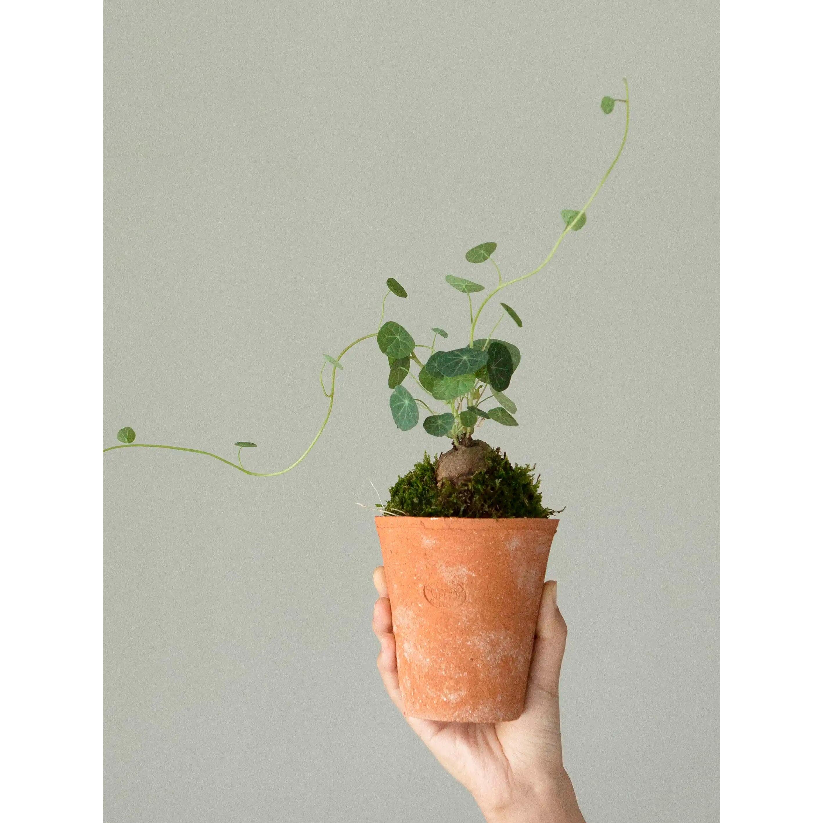 大地植物素可泰山乌龟金不换小众ins风块根绿植盆栽爬藤悬挂盆景