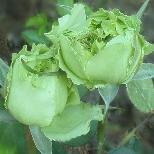 绿星大花月季花苗绿色玫瑰多季开花庭院阳台浓香花卉盆栽好养植物