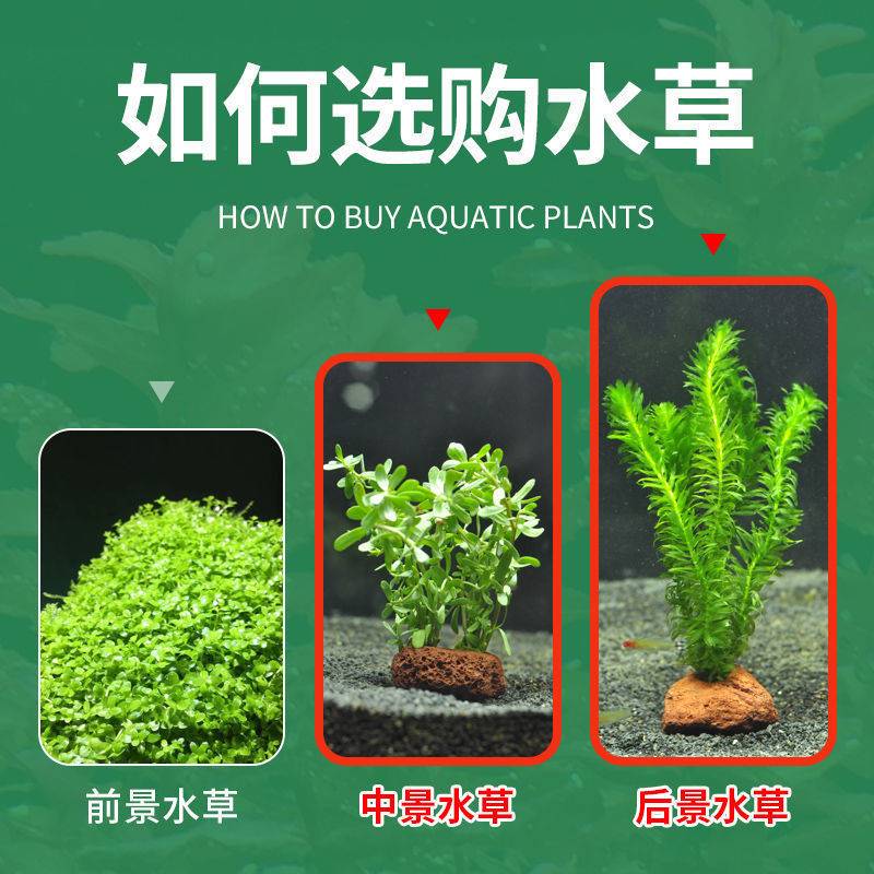 速发火山石水草绿菊蜈蚣草水榕无需底砂懒人鱼缸造景套餐阴性真草