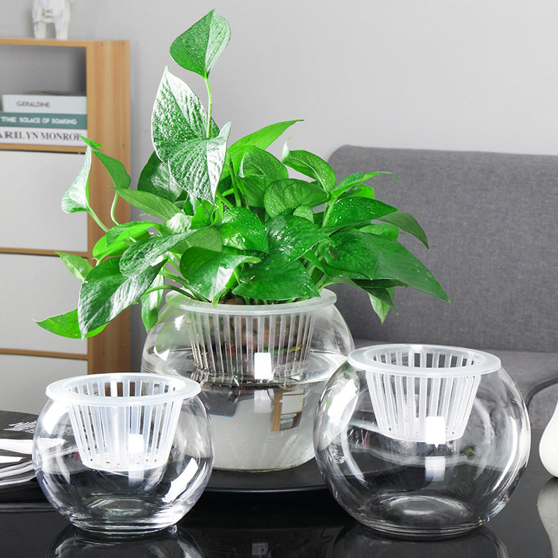 速发水培植物玻璃瓶 水培绿萝盆栽花盆透明花瓶摆件水养植物容器