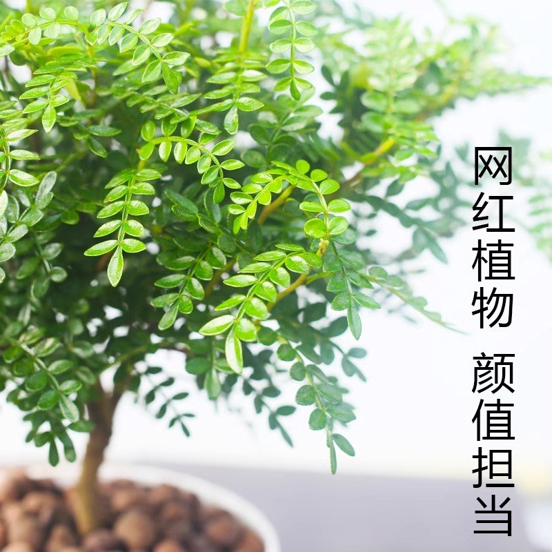 速发清香胡椒木盆栽室内绿植净化空气驱蚊草植物老桩盆景园艺客厅