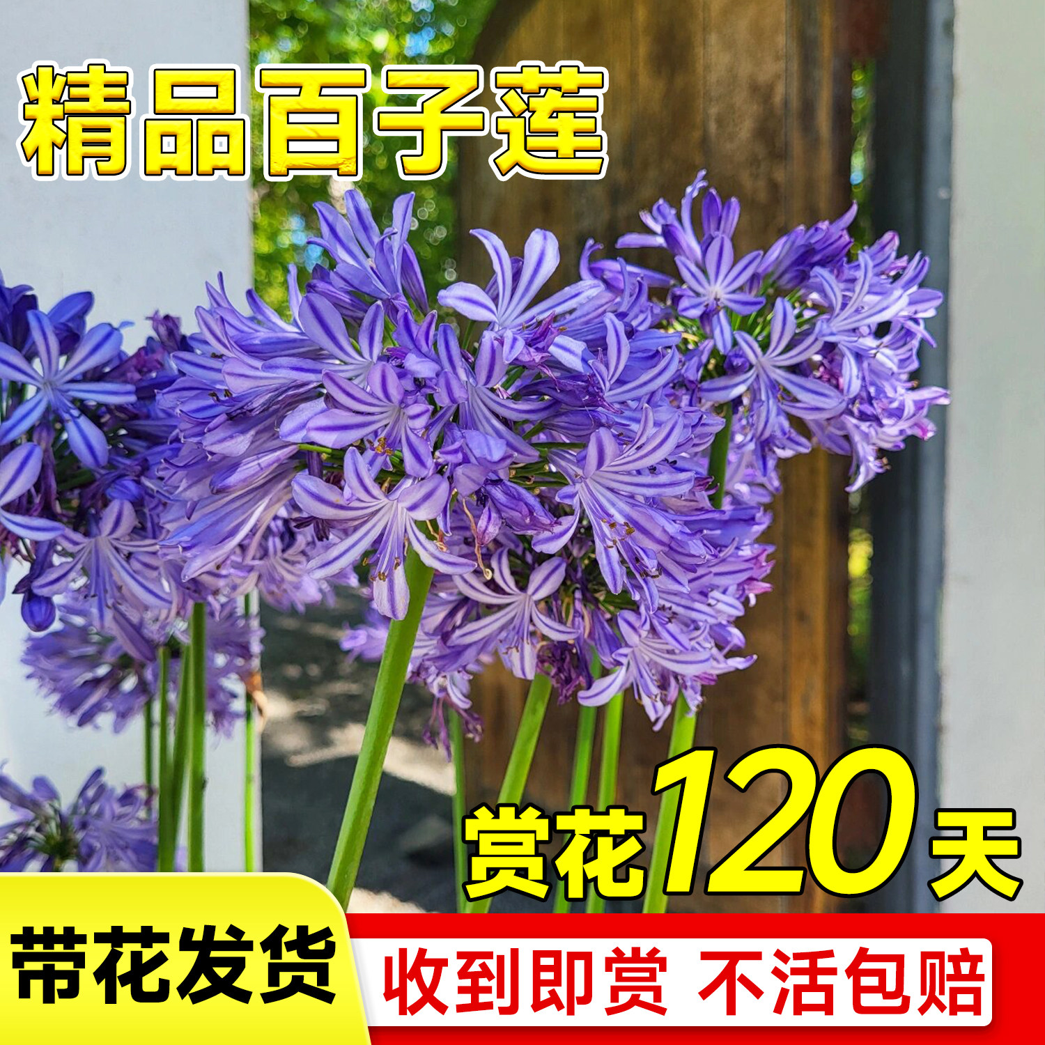 速发百子莲盆栽带花大蓝花苗绣室内台球苗花君子兰耐热好养花卉植
