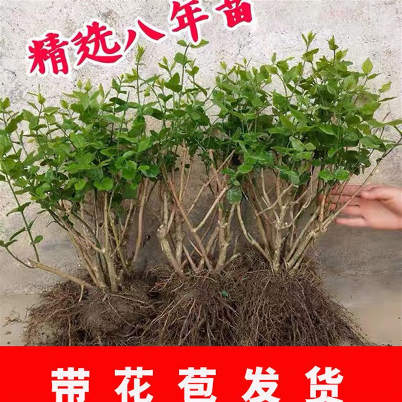 速发广西横县茉莉花苗茉莉花老桩大苗花卉盆栽重瓣茉莉花浓赵之郑