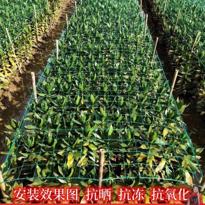 速发种植方格网大葱小葱菊花韭菜蒜黄芹菜石斛药材大椒定型防倒网