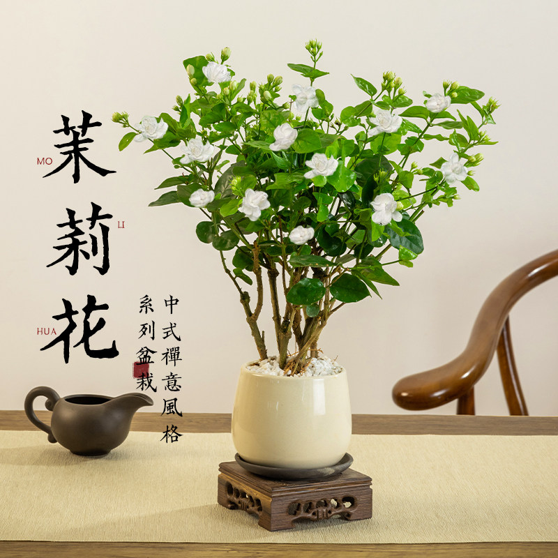速发禅意栽莉花盆茉室内办公浓桌面盆景室香型花卉植物四季开花卉