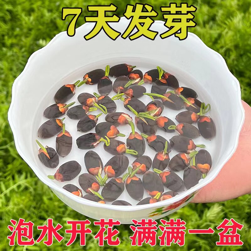 速发已开口碗莲小型鱼缸客厅202新款台种莲池睡鱼水培植物小籽