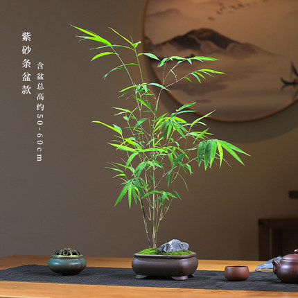 正宗内门竹盆栽名贵竹子苗室内庭院绿植四季常青好养易活竹子盆景