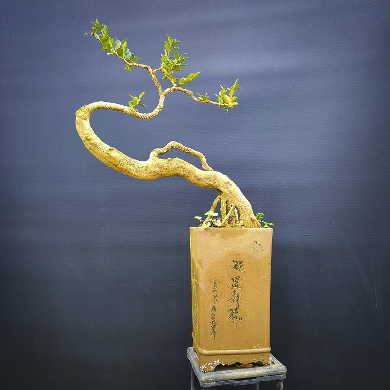 高山白皮瓜子黄杨小叶黄杨盆景盆栽室内绿植好养护四季常绿不掉叶