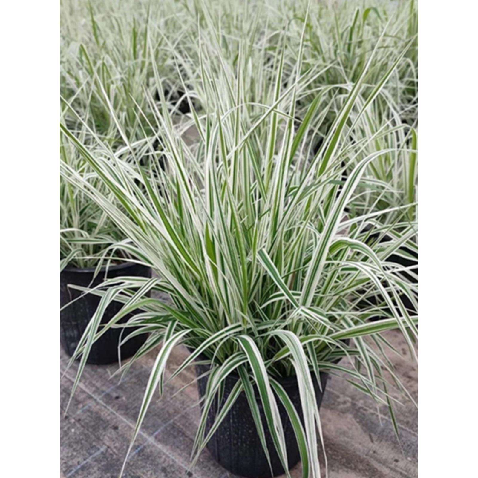 花叶芦竹玉带草盆栽地栽多年生耐寒宿根花镜植物庭院阳台观叶草花