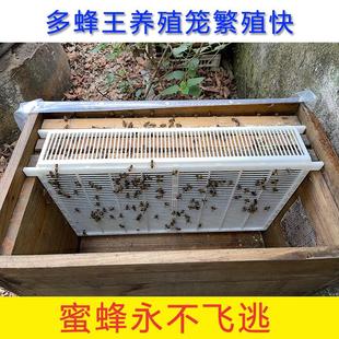 蜜蜂多王群饲养笼隔王栅产卵控制器防逃笼双王群养殖隔王板防盗片