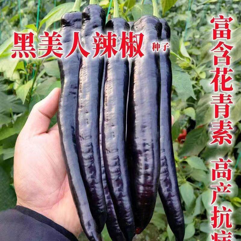 黑美人辣椒种子中早熟外皮接近黑紫色光亮美观辣味浓辣椒籽种高产