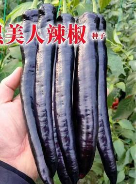 黑美人辣椒种子中早熟外皮接近黑紫色光亮美观辣味浓辣椒籽种高产