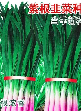 紫根韭菜种子紫叶韭菜种籽紫红根韭菜籽四季高产阳台盆栽蔬菜种孑