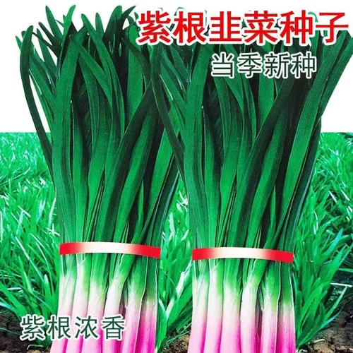紫根韭菜种子紫叶韭菜种籽紫红根韭菜籽四季高产阳台盆栽蔬菜种孑
