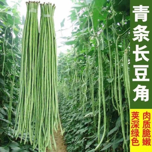 特长豇豆种子青条豆角种籽菜豆四季豆春秋季农家蔬菜种子