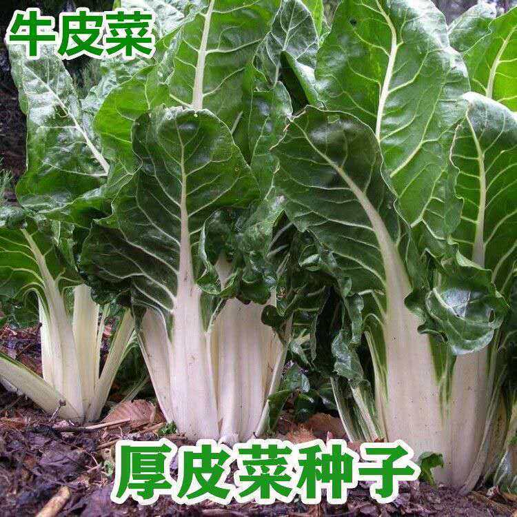 牛皮菜种子白梗大宽叶厚皮甜菜四季高产老品种春不老根达菜蔬菜籽
