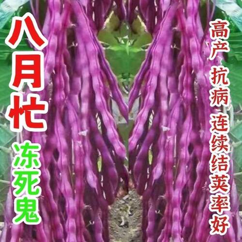 八月忙冻死鬼豆角种籽紫色四季豆芸豆豇豆菜豆种籽春秋农家蔬菜孑