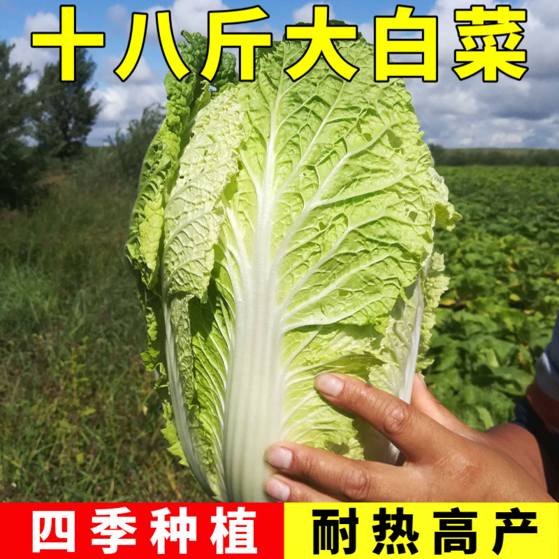 十八斤大白菜种子白菜苗蔬菜秧苗白菜种孑四季秋冬耐寒娃娃菜种籽