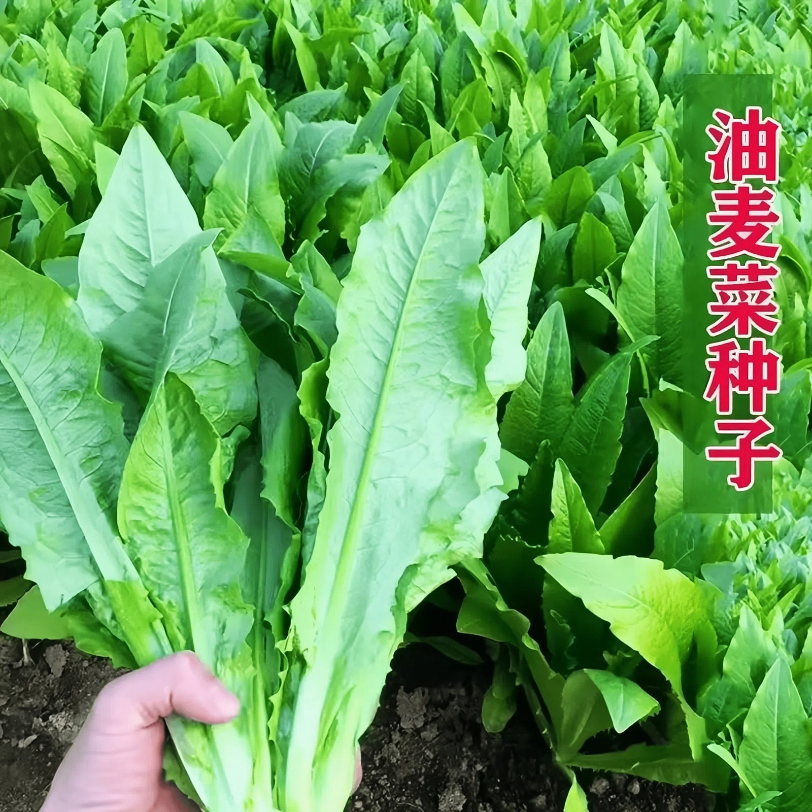 油麦菜种子四季播种青菜阳台盆栽田园高产油麦菜蔬菜种子油麦菜籽