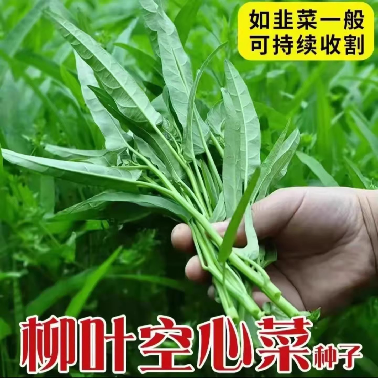 空心菜种子种籽苗春秋四季通心菜青菜菜种蔬种孑高产盆栽阳台种植