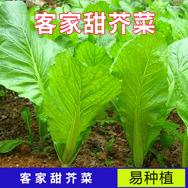 客家芥菜种子广东甜芥菜菜园叶子菜阳台大叶菜盆栽蔬菜种籽甜芥菜