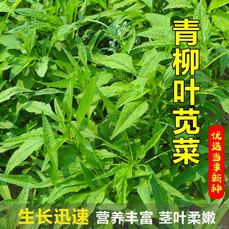 青柳叶苋菜种子四季种易活青叶苋菜种子农家阳台盆栽蔬菜种子大全