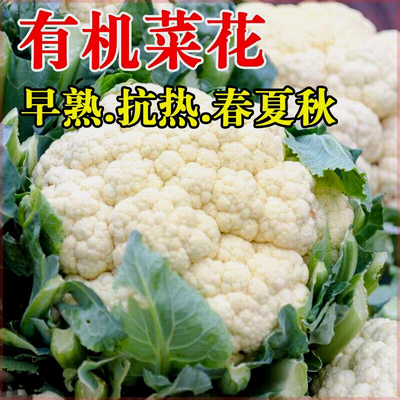 白花菜种子白色西兰花椰菜春秋四季农家菜园阳台盆栽蔬菜种籽苗孑