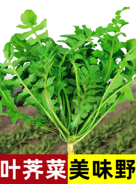 大叶荠菜种子地菜耐寒荠荠菜种籽菜籽秋冬四季盆栽蔬菜种孑野菜籽