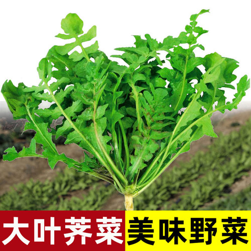 大叶荠菜种子地菜耐寒荠荠菜种籽菜籽秋冬四季盆栽蔬菜种孑野菜籽