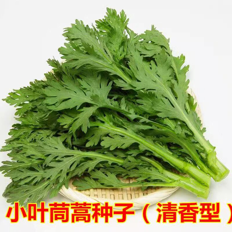 茼蒿菜种籽小叶茼蒿种子同蒿杆蔬菜种孑大全大叶皇帝菜春夏秋四季