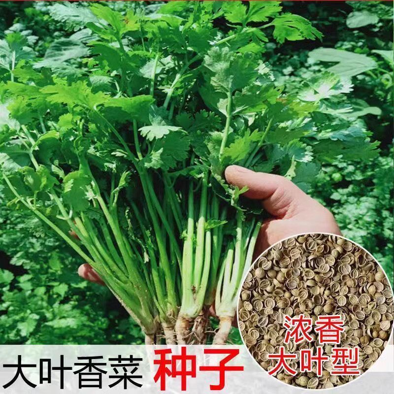 大叶香菜种籽子四季播种芫荽阳台庭院种菜蔬菜盆栽种籽孑抗热耐寒