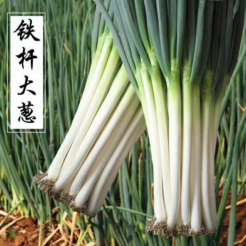 铁杆大葱种子章丘大葱种子大葱种籽四季种植蔬菜种子春秋大葱种子