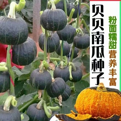 贝贝南瓜种子板栗南瓜味粉糯超甜小南瓜春秋播早熟蔬菜种籽四季种