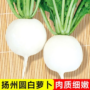 扬州白萝卜种子白皮白肉罗卜籽水果四季阳台盆栽农家春季秋耐热种