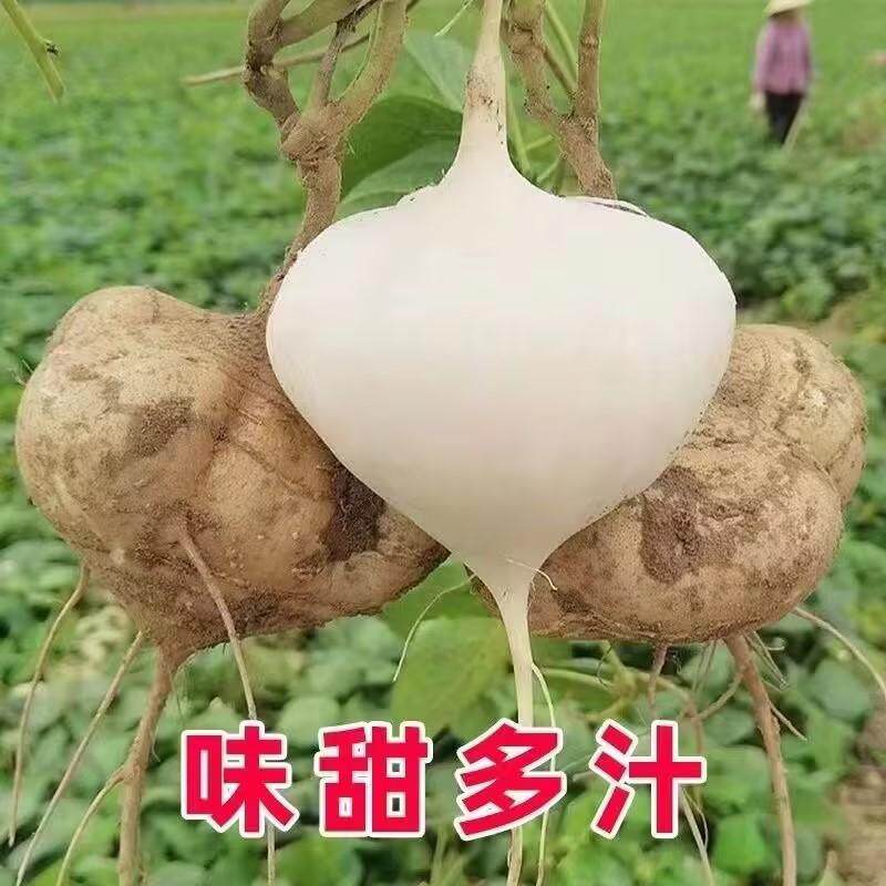 水果地瓜牧马山种籽早熟高产凉薯种子沙葛凉瓜土瓜种农家蔬菜种孑