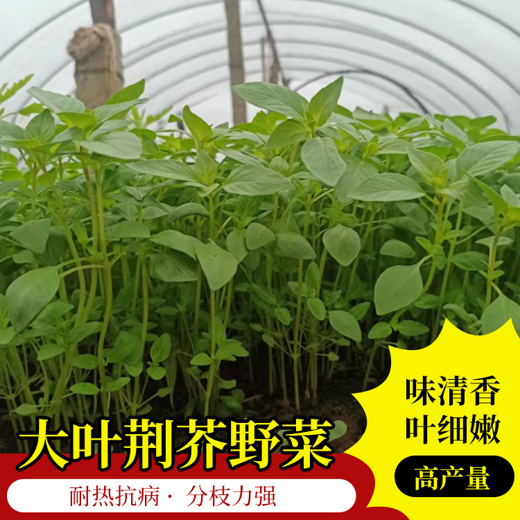 大叶荆芥种子野菜速生香荆芥春夏秋耐热蔬菜籽营养高产