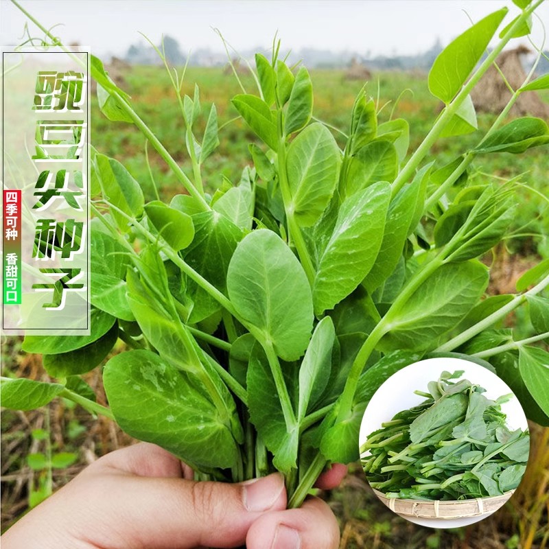 四季豌豆尖种子家庭阳台小院四季可种植盆栽花盆种植火锅热炒凉拌