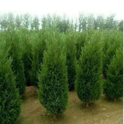 松柏树苗塔柏树苗蜀桧圆柏松树宝塔松龙柏苗四季常青清香圣诞树苗