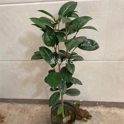 防城凹脉毛瓣黄遵四季黄抱茎金花茶树苗名贵稀有盆栽黄色花卉