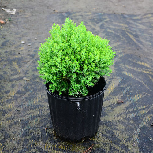 皮球柏苔米园艺花园花镜多年生耐寒耐热常绿植物庭院阳台花卉