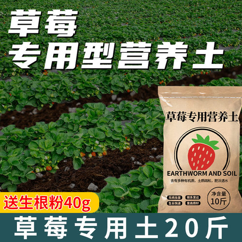 草莓专用土专用营养土阳台室内绿植盆栽通用草莓育苗基质种植泥土