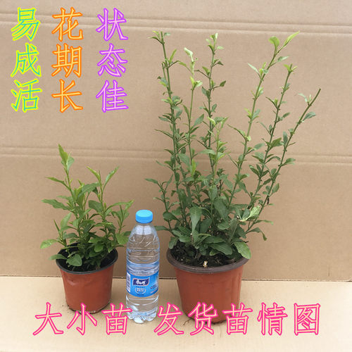 蓝雪花 花苗盆栽 阳台观花耐热好养的植物 花园庭院爬藤攀援花