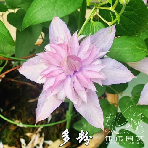 伟伟园艺 新品铁线莲多粉 重瓣如梦多花矮生晚花庭院阳台新品大促