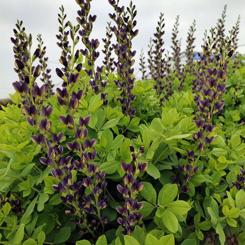 赛靛花(澳洲蓝豆)花苗  多年生耐寒耐热宿根花卉【鲁虹园艺】