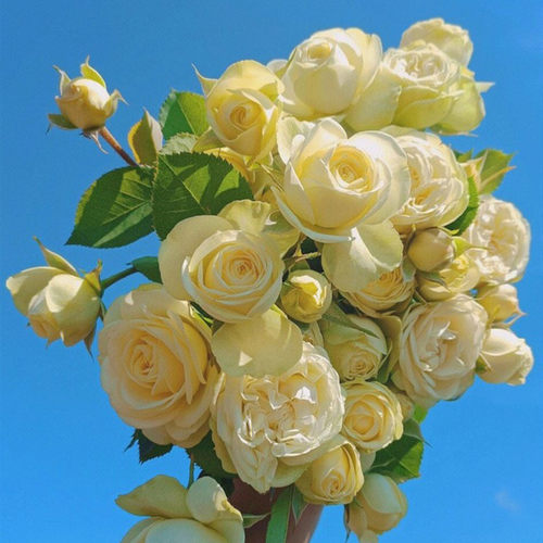 奶油龙沙宝石多头丰花月季勤花抗病多季开花 易养耐热阳台庭院