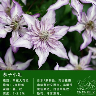 伟伟园艺 铁线莲恭子小姐 新品重瓣F系 四季开花庭院阳台攀援花卉