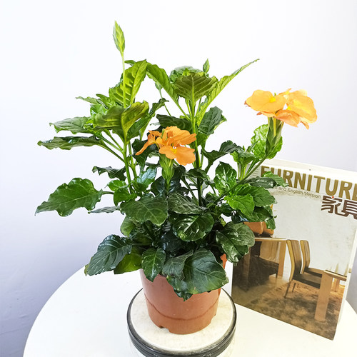 鸟尾花盆栽半边黄多年生花卉四季开花带花苞阳台庭院室内常绿植物 - 封面