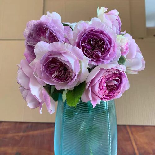 河本纯子蓝月石灌木月季花苗大花浓香型丰花四季开花勤花庭院阳台